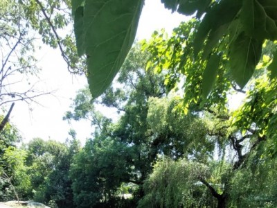 Propiedad con salida al río 